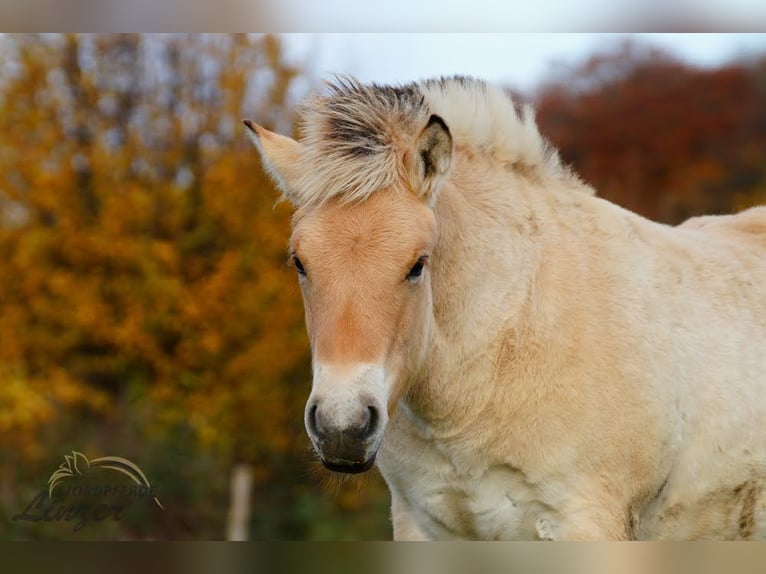 Chevaux fjord Étalon Poulain (05/2025) 150 cm Isabelle in Remscheid