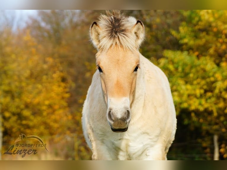 Chevaux fjord Étalon Poulain (05/2025) 150 cm Isabelle in Remscheid