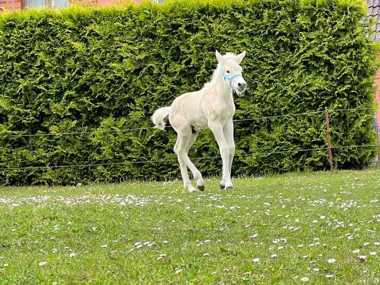 Chevaux fjord Étalon  153 cm Isabelle in Grimmen