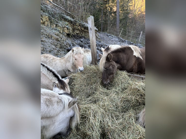 Chevaux fjord Étalon  Alezan dun in Eisbach