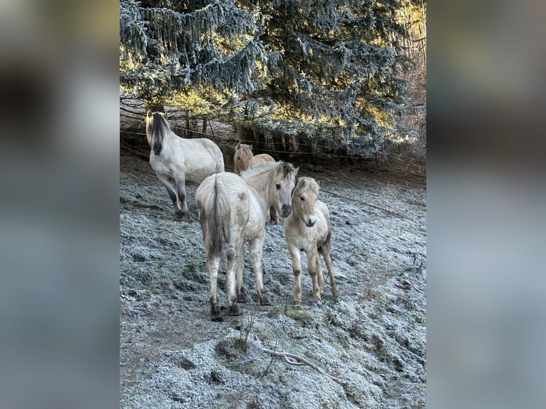 Chevaux fjord Étalon  Alezan dun in Eisbach