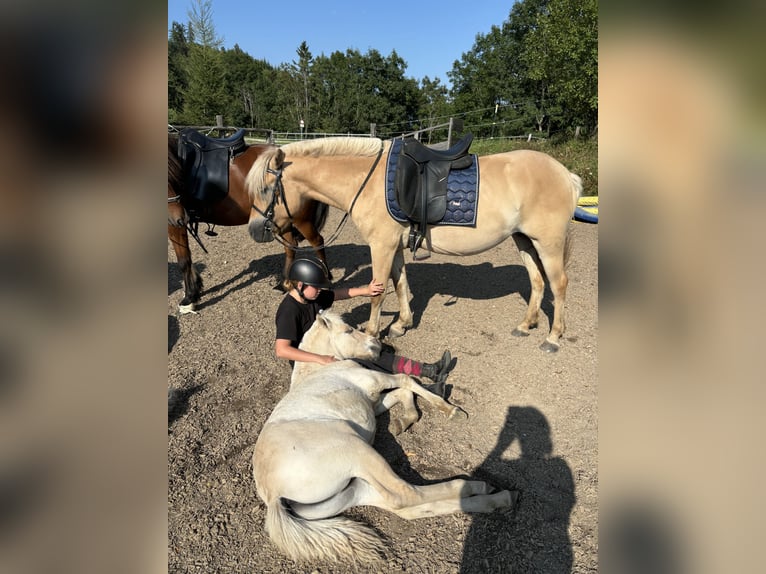 Chevaux fjord Étalon  Alezan dun in Eisbach