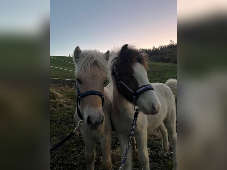 Chevaux fjord Étalon  Alezan dun in Eisbach