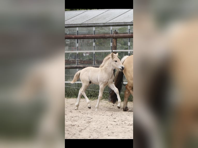 Chevaux fjord Étalon Poulain (06/2025) Alezan dun in Emmercompascuum Chevaux fjord Étalon Poulain (06/2025) Alezan dun in Emmercompascuum