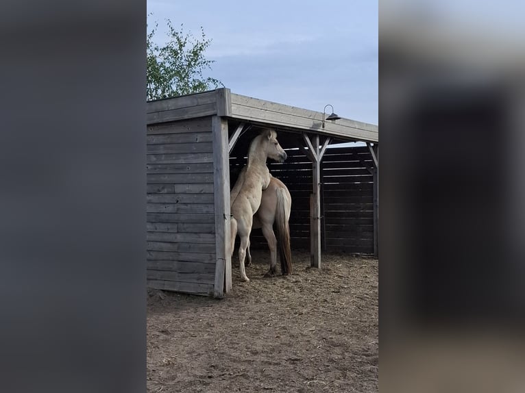 Chevaux fjord Étalon Poulain (06/2025) Alezan dun in Emmercompascuum Chevaux fjord Étalon Poulain (06/2025) Alezan dun in Emmercompascuum