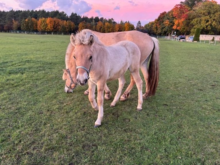Chevaux fjord Étalon Poulain (05/2025) Alezan dun in Kamie&#x144; &#x15A;l&#x105;ski