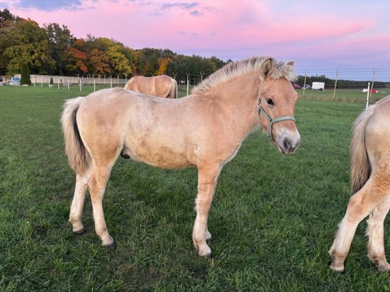 Chevaux fjord Étalon Poulain (05/2025) Alezan dun in Kamie&#x144; &#x15A;l&#x105;ski