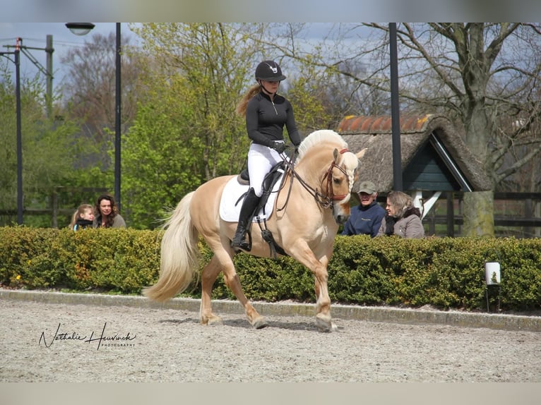 Chevaux fjord Étalon Poulain (06/2025) Alezan dun in Emmer compascuum Chevaux fjord Étalon Poulain (06/2025) Alezan dun in Emmer compascuum