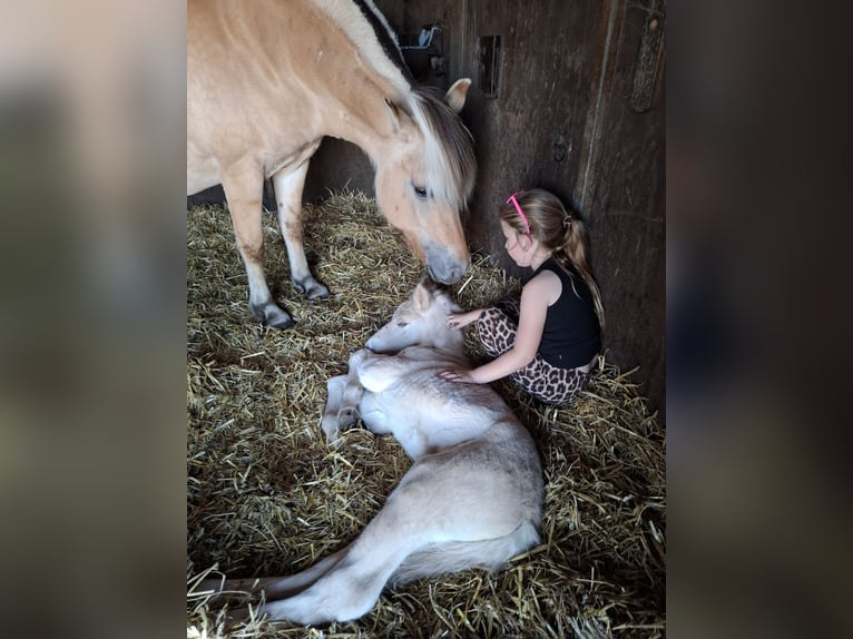 Chevaux fjord Étalon Poulain (06/2025) Alezan dun in Emmer compascuum Chevaux fjord Étalon Poulain (06/2025) Alezan dun in Emmer compascuum