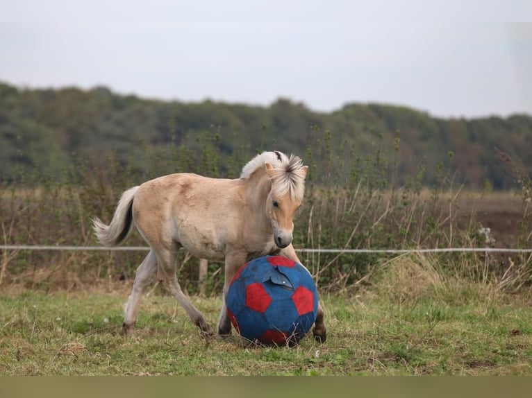 Chevaux fjord Étalon Poulain (05/2024) Bai in Heelsum