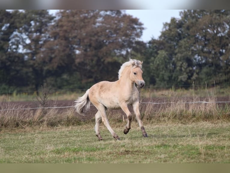 Chevaux fjord Étalon Poulain (05/2024) Bai in Heelsum