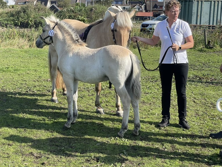 Chevaux fjord Étalon Poulain (06/2024) in Tiel