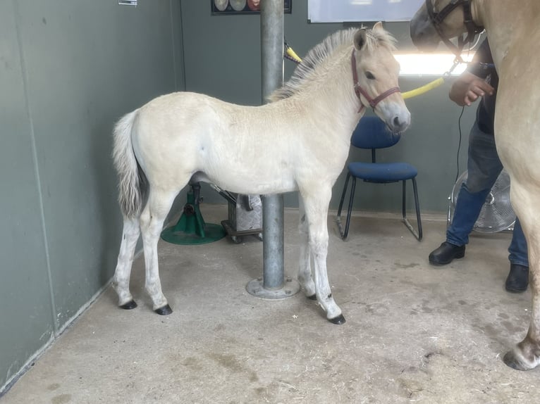 Chevaux fjord Étalon Poulain (06/2024) in Tiel