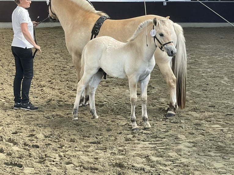 Chevaux fjord Étalon Poulain (06/2024) in Tiel