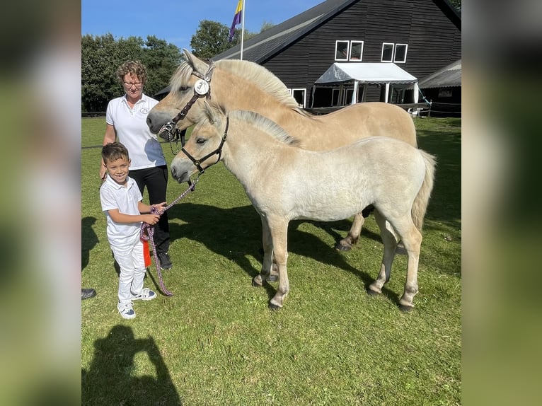 Chevaux fjord Étalon Poulain (05/2024) in Tiel