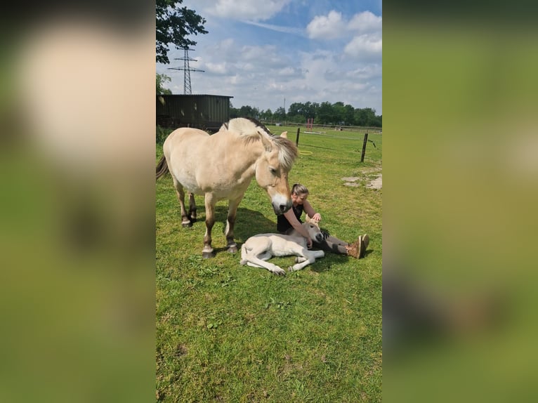 Chevaux fjord Étalon Poulain (05/2024) in Almelo