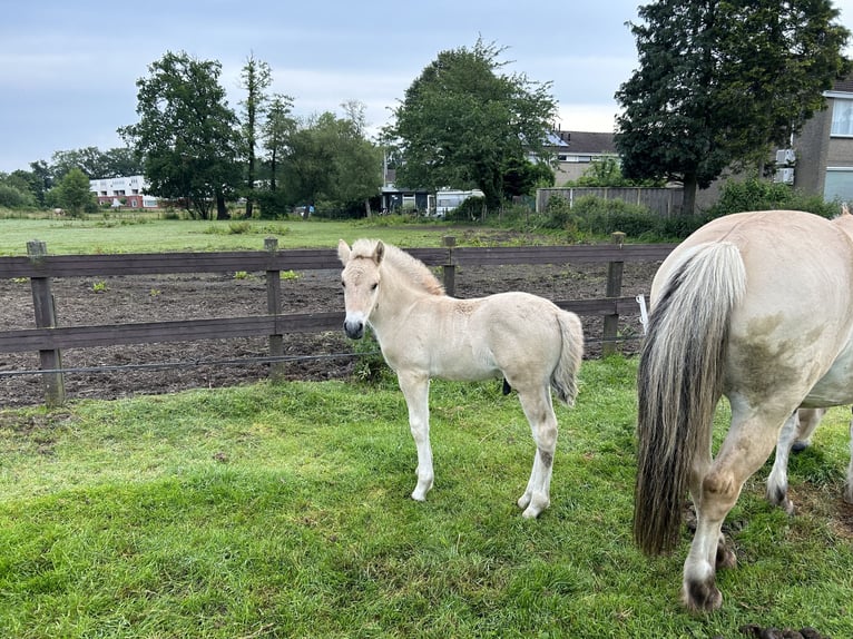 Chevaux fjord Étalon Poulain (05/2024) in Almelo