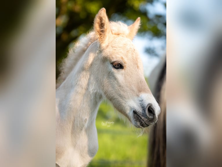 Chevaux fjord Étalon Poulain (05/2024) in Almelo