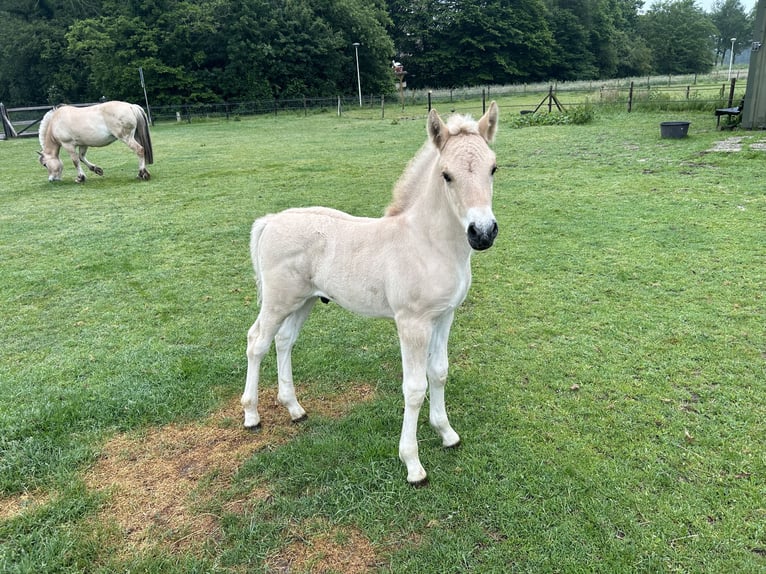 Chevaux fjord Étalon Poulain (05/2024) in Almelo