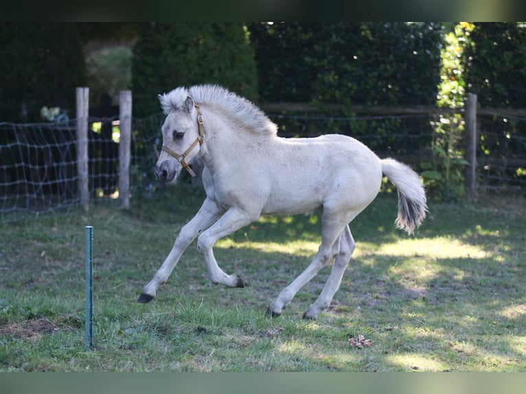 Chevaux fjord Étalon Poulain (06/2024) Grullo in Heelsum