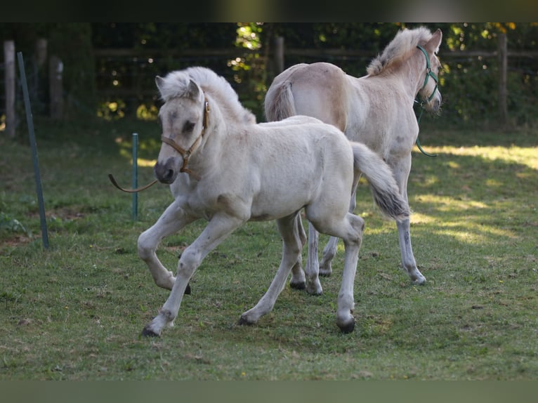 Chevaux fjord Étalon Poulain (06/2024) Grullo in Heelsum