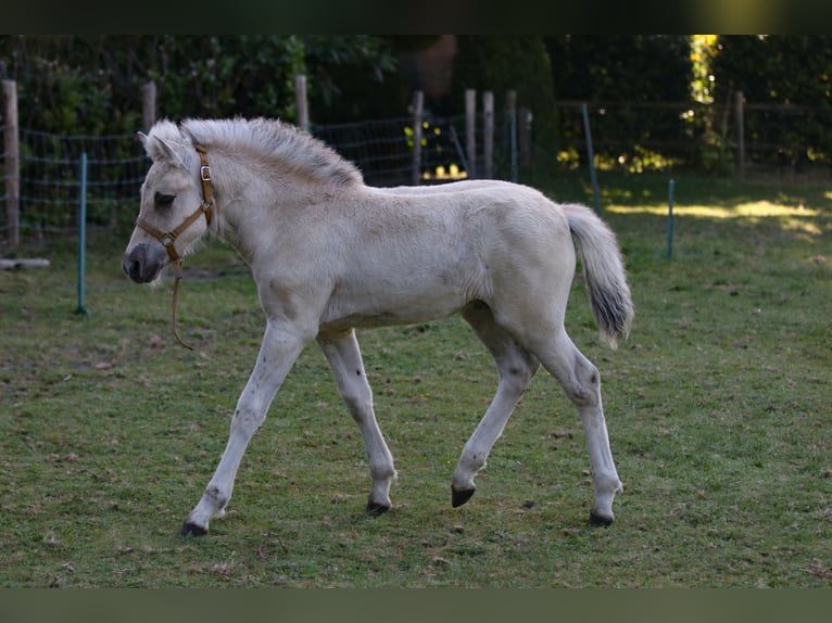 Chevaux fjord Étalon Poulain (06/2024) Grullo in Heelsum