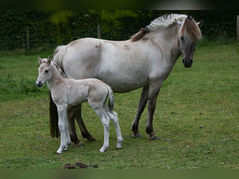 Chevaux fjord Étalon Poulain (06/2024) Grullo in Heelsum