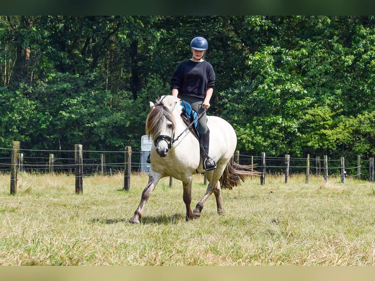 Chevaux fjord Étalon Poulain (08/2024) Grullo in Zoersel