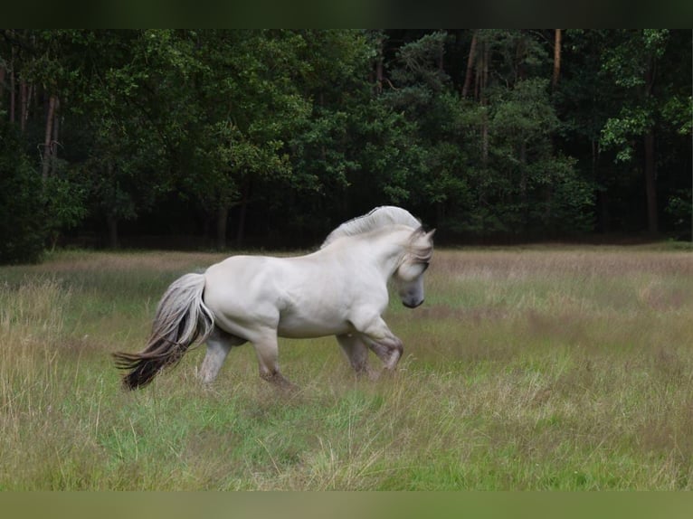 Chevaux fjord Étalon Poulain (08/2024) Grullo in Zoersel