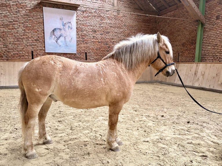 Chevaux fjord Croisé Hongre 10 Ans 140 cm Isabelle in Triftern