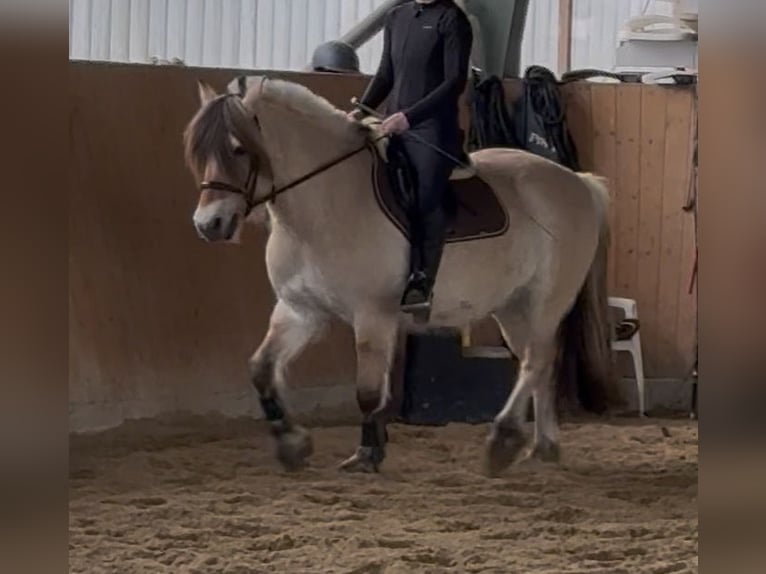 Chevaux fjord Hongre 10 Ans 154 cm Isabelle in Marlow