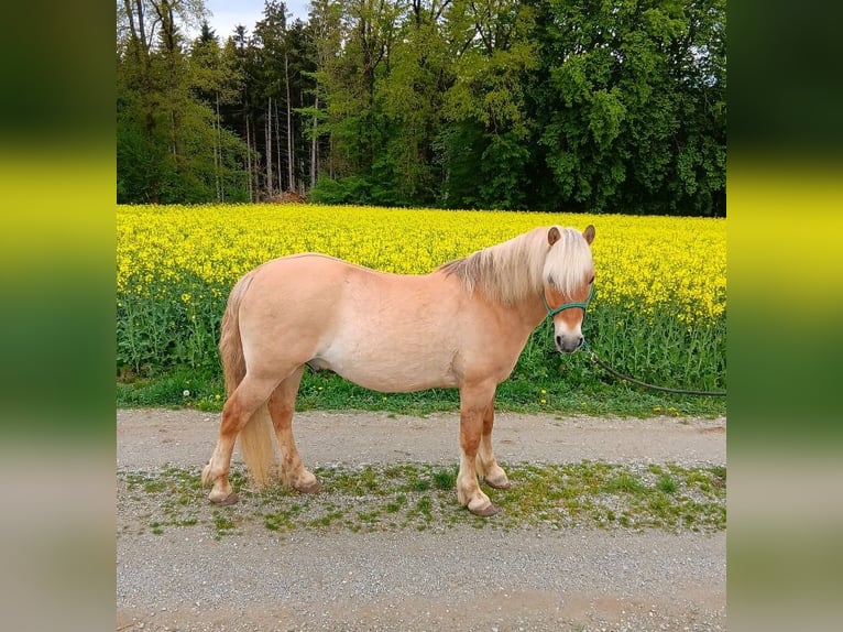 Chevaux fjord Croisé Hongre 11 Ans 140 cm Isabelle in Triftern