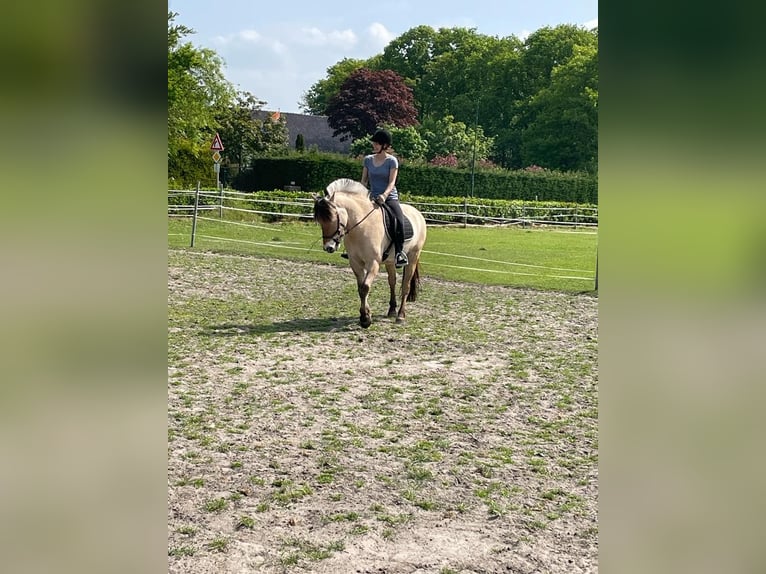 Chevaux fjord Hongre 11 Ans 150 cm  in Etten-Leur