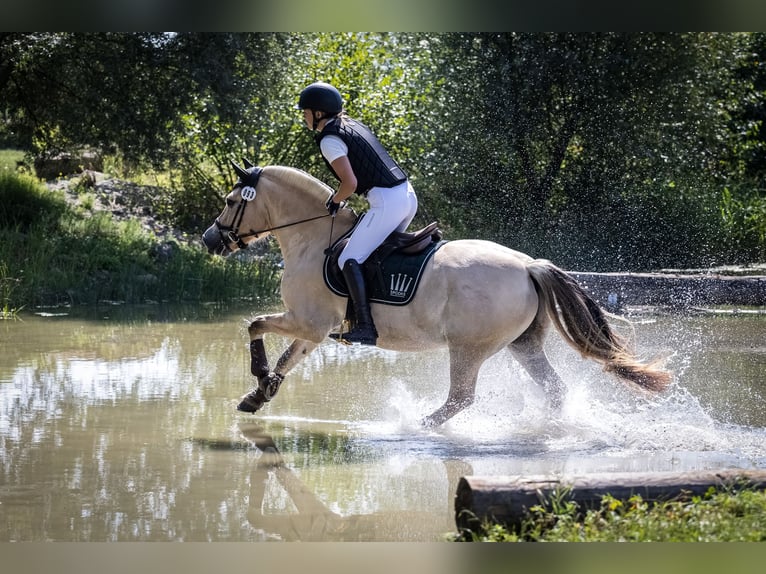 Chevaux fjord Hongre 11 Ans 150 cm Isabelle in Aschheim