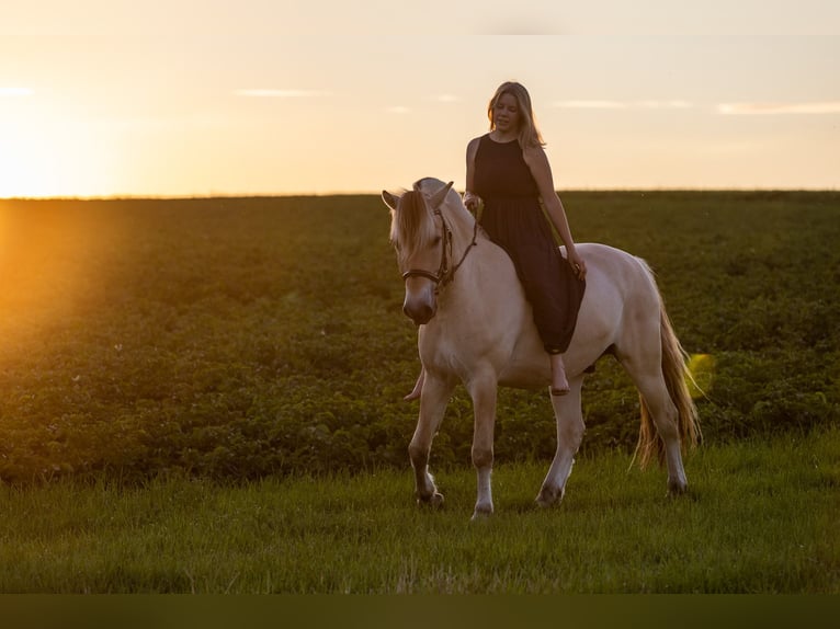 Chevaux fjord Hongre 11 Ans 150 cm Isabelle in Aschheim