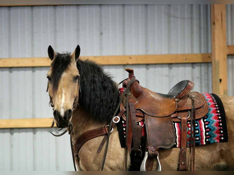 Chevaux fjord Croisé Hongre 12 Ans 140 cm Buckskin in Rebersburg