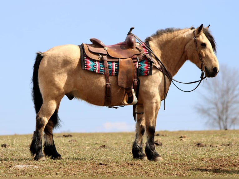 Chevaux fjord Croisé Hongre 12 Ans 140 cm Buckskin in Rebersburg