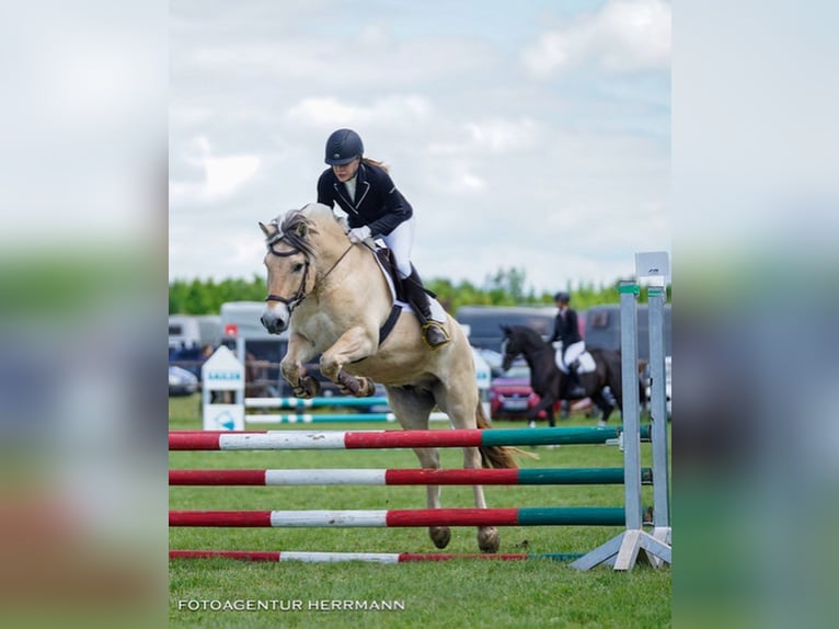 Chevaux fjord Hongre 12 Ans 150 cm Isabelle in Aschheim