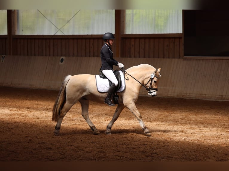 Chevaux fjord Hongre 12 Ans 150 cm Isabelle in Aschheim