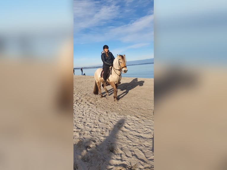 Chevaux fjord Hongre 13 Ans 144 cm Buckskin in Timmendorfer Strand