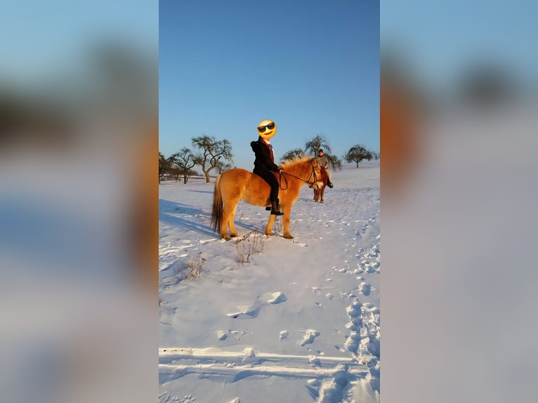 Chevaux fjord Hongre 13 Ans 144 cm in D&#xFC;rnau