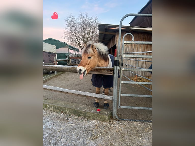 Chevaux fjord Hongre 13 Ans 144 cm in D&#xFC;rnau