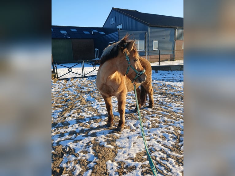 Chevaux fjord Croisé Hongre 14 Ans 137 cm in Hooge Zwaluwe