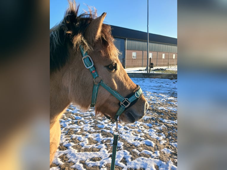Chevaux fjord Croisé Hongre 14 Ans 137 cm in Hooge Zwaluwe