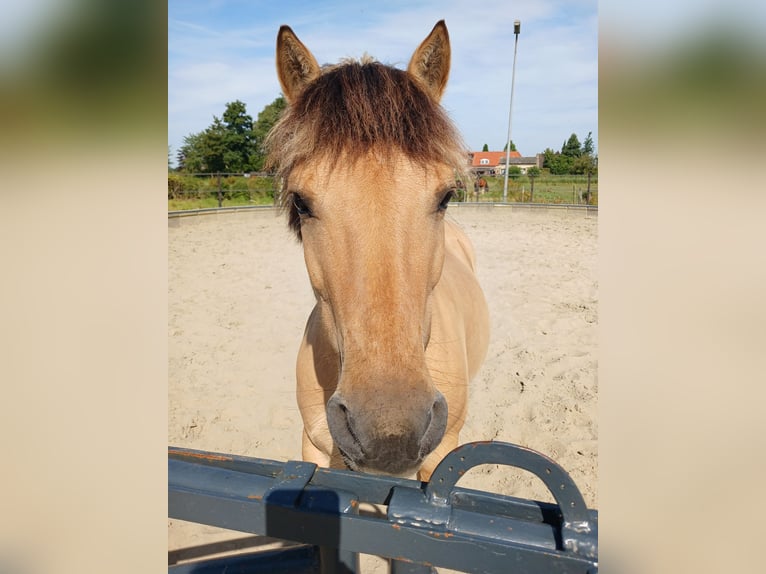 Chevaux fjord Croisé Hongre 14 Ans 137 cm in Hooge Zwaluwe