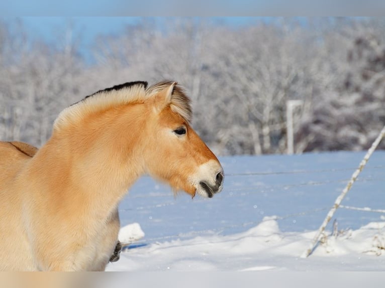Chevaux fjord Hongre 14 Ans 147 cm Isabelle in Remscheid