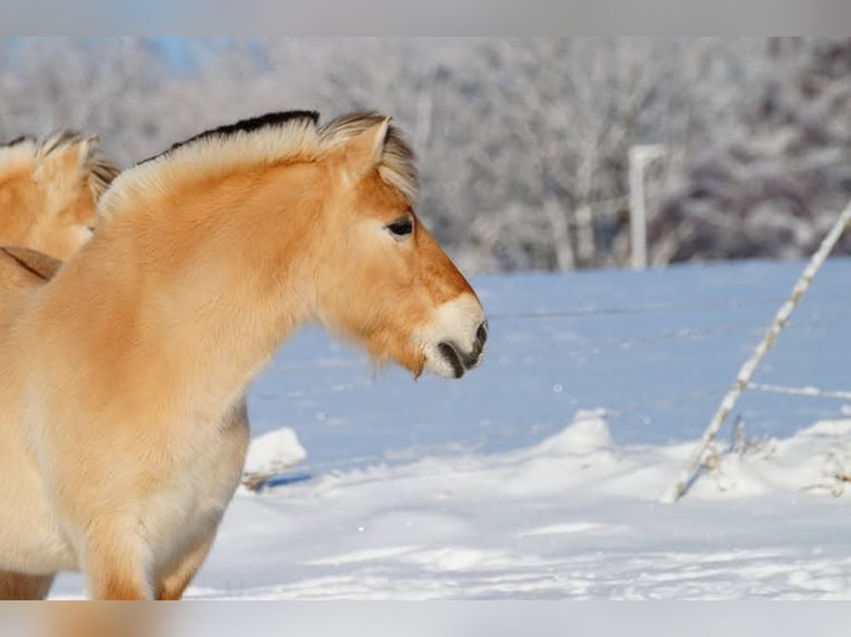 Chevaux fjord Hongre 14 Ans 147 cm Isabelle in Remscheid