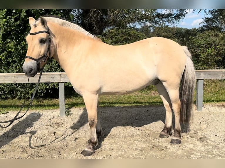 Chevaux fjord Hongre 14 Ans 148 cm Isabelle in Süderlügum