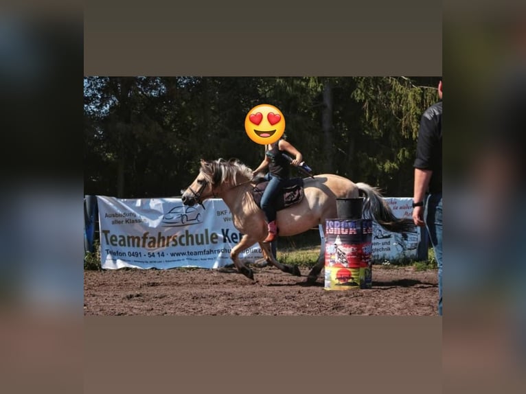 Chevaux fjord Hongre 14 Ans 151 cm Isabelle in Rahden