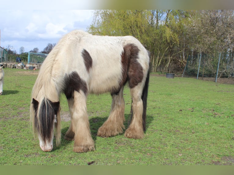 Chevaux fjord Hongre 14 Ans 151 cm Isabelle in Rahden